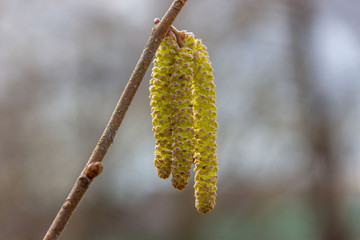 .Hazel branch with catkins in early spring. Beginning of pollen Allergy season. Selective focus.