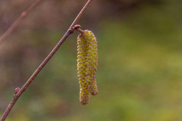 .Hazel branch with catkins in early spring. Beginning of pollen Allergy season. Selective focus.