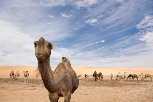 camels