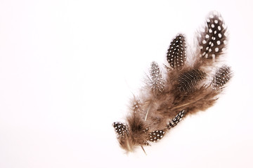 Brown feathers with white dots on white background