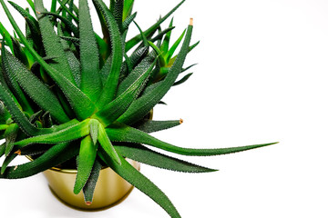 Green succulent on white background