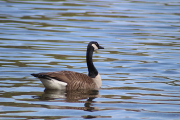 Canadian Goose