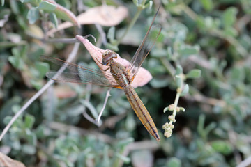 LIVELULA