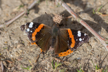Fototapeta na wymiar Admiral butterfly orange black white