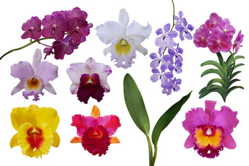 Beautiful tropical flowers orchids plant nature elements, set of various types of tropic Cattleya and Vanda orchids flowers and green leaves isolated on white background with clipping path.