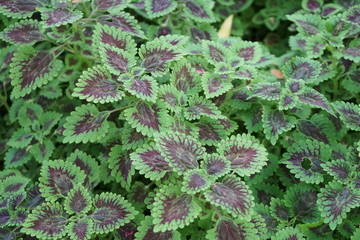 Plectranthus scutellarioides is beautiful leaves pattern in the garden. It's red and green leaves of the coleus plant.