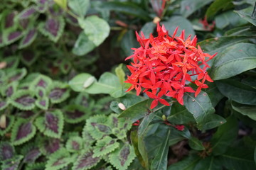 Detail of Javanese Ixora, a fresh red spike flower growing in Asia. It is tropical garden plant usually found in parks and gardens in Thailand.