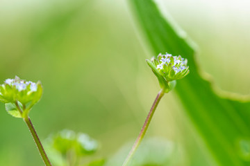 macro fotografía de musgo y liquenes