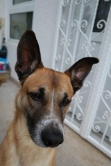 Brauner Hund vor wei&szlig;em Schmiedetor