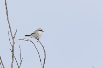 Northern shrike (Lanius borealis borealis) in winter