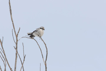 Northern shrike (Lanius borealis borealis) in winter