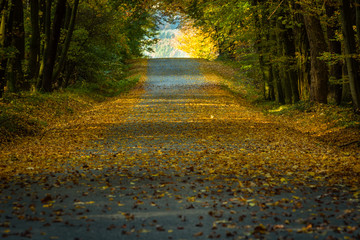 Obraz premium Beautifully lit autumn road with lots of leaves through the forest in Moravia