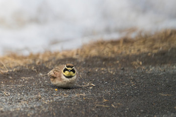 horned lark (Eremophila alpestris) in winter