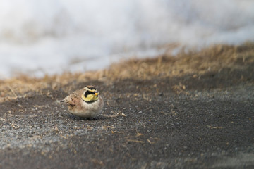 horned lark (Eremophila alpestris) in winter
