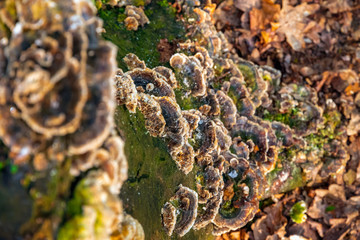 Fungus on tree stump in Highgate wood, London
