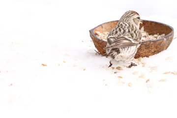 Bird eating from a coconut