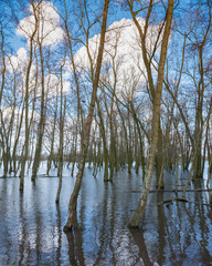 flooded trees in water of river waal near loevestein castle in the netherlands