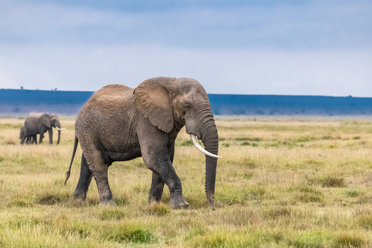 An old elephant walking in the savannah in Africa, beautiful animal in the Amboseli park in Kenya