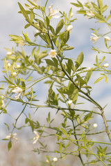 green leaves and blue sky