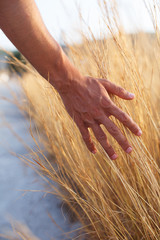 A man hand strokes a wheat field, view from behind