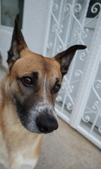 Hund braun vor Schmiedetor wei&szlig;