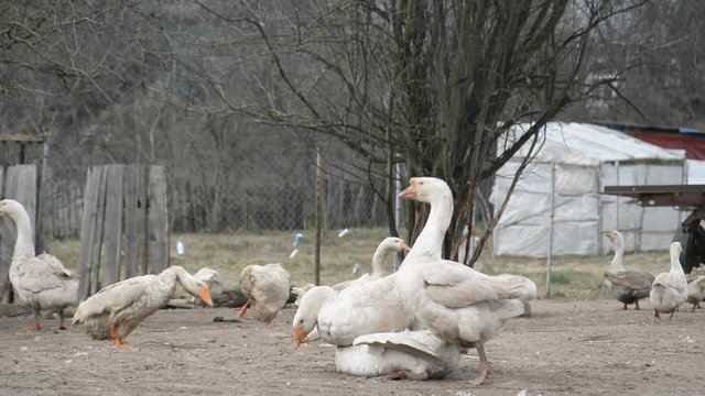 mating animals, domestic geese