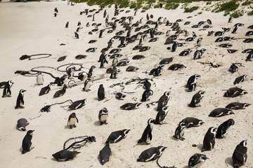 Penguins in Boudlers Beach