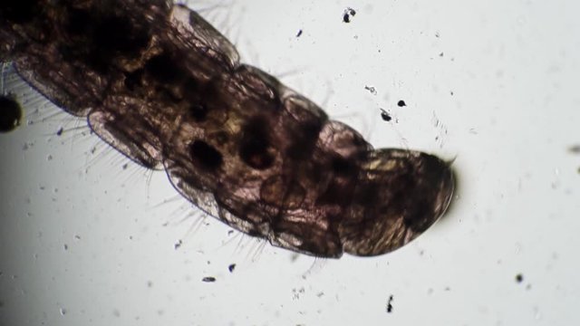 Head Larva mosquito Chironomidae moves in dirty water close-up in microscope. Theme of micro biology and scientific microscopy. Microscopic protozoa in a drop magnification. Microcosm background.