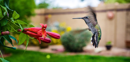 Anna's Hummingbird with Bignonia Tangerine Flower