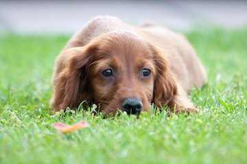 Little Irish Setter