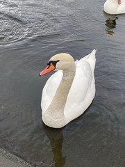 Majestic Swan