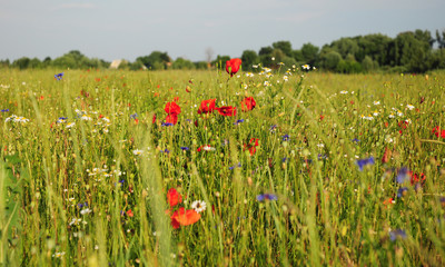Picturesque meadow with beautiful wild flowers: red poppy, blue cornflower, camomile, daisy and cloudless sky and trees in the background.