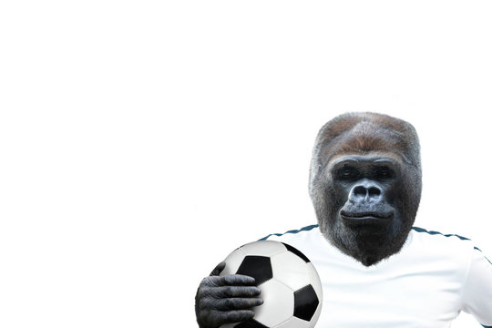 Gorilla holding a soccer ball