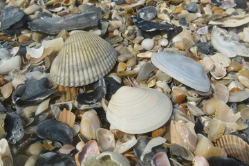 Beautiful seashells on the beach in Atlantic coast of North Florida