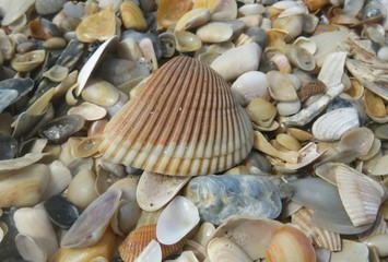 Seashells background on the beach in Atlantic coast of North Florida 