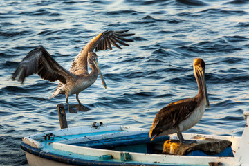 Pelican flying around Havana's shores 