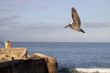 Un Pelícano en pleno vuelo sobre el mar azul.