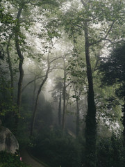 fog forest