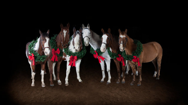 Six horses wearing Christmas wreaths with red bows.