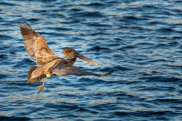 Pelican flying around Havana's shores 