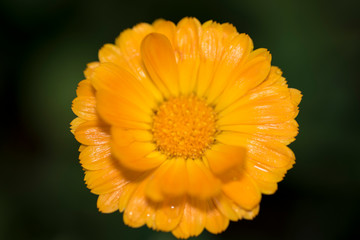 Close-up of orange calendula officinalis flower in which you can see its petals with water drops