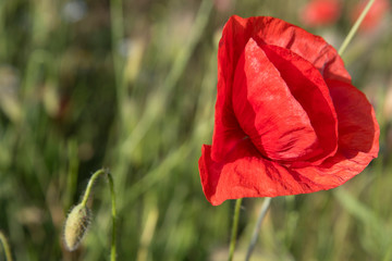 close-up of a blooming poppy in the field in a natural state
