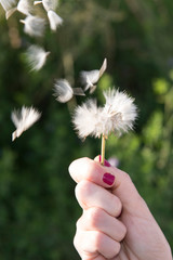 hand with a white dandelion flower with fluff and flying seeds. Macro photo