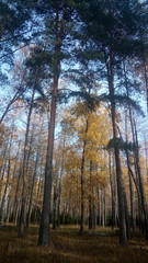 forest in autumn