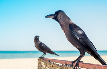 Blue sky, blue sand on the coast of Egypt or Turkey. wicker umbrella. sea holidays and tourism.Grey crow side view standing on sand sunny summer beach near out of focus blue water and observing.