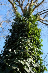 The trunk of the tree is all covered with green ivy (Hedera)