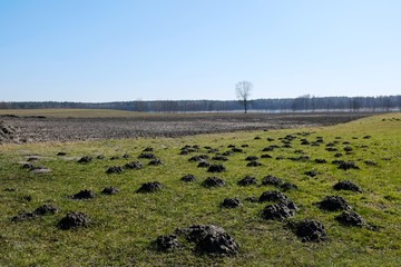 A field with a huge number of molehills in early spring.