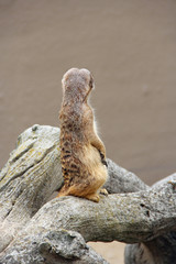 Fototapeta premium Meerkat is standing behind hind legs back view. Wary rodent stands on hind legs