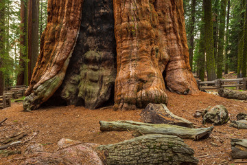 Giant redwood, located at the Sequoia National Park, California, USA.
