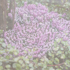 Beautiful card of lilac heather with ivy and hyacinths